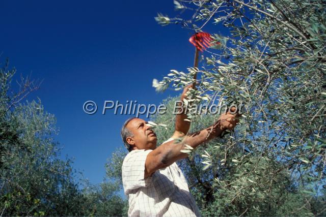 chypre 29.JPG - Récolte d'olivesLefkaraChypre